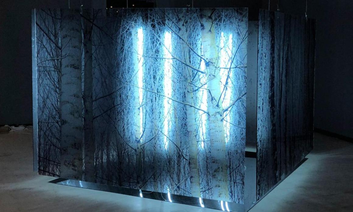 EXPOSICIÓ "LA LLUM DEL BOSC"